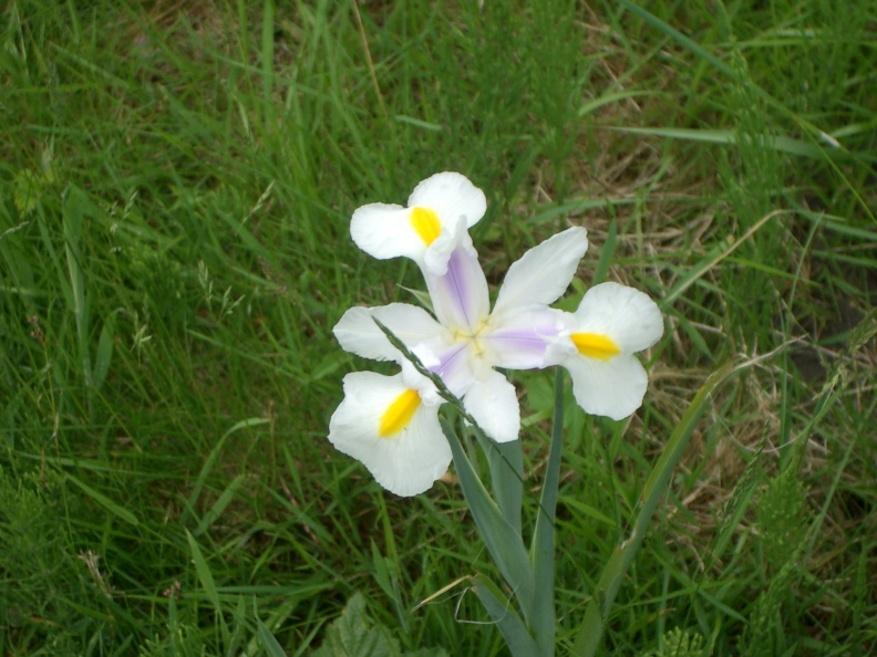 IMGP0330.jpg