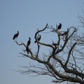 img-131