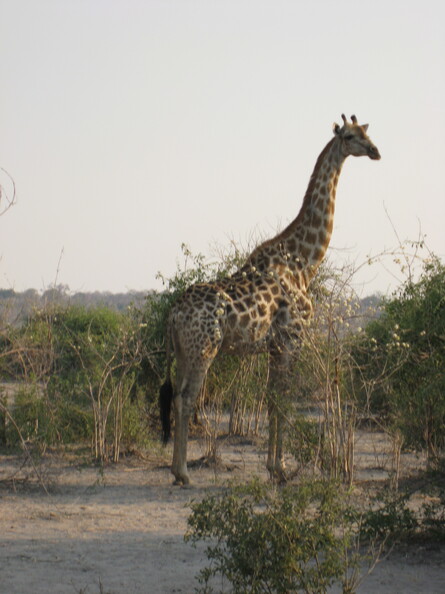 img-190.jpg