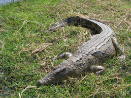 img-230