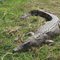 img-230