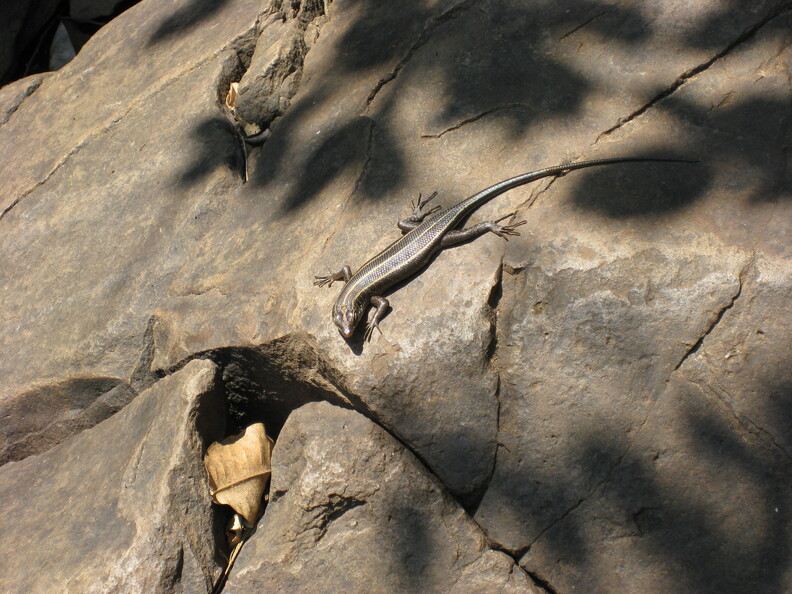 img-246.jpg