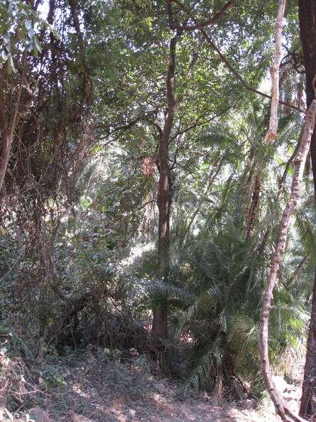 img-260.jpg