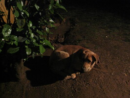 img-294
