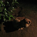 img-294
