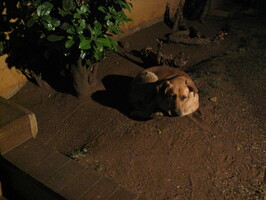 img-295