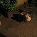 img-295