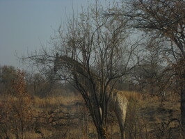 img-235